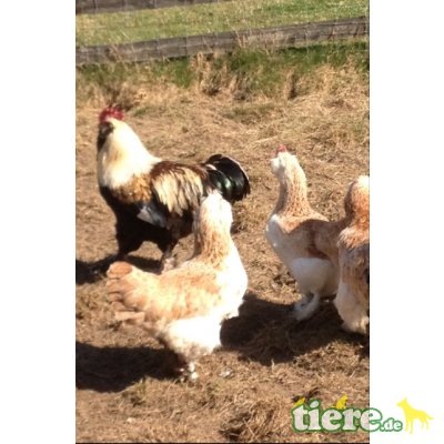 Deutsche Lachshühner - weiblich