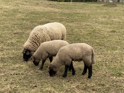 Deutsches schwarzköpfiges Fleischschaf Jungtier - männlich