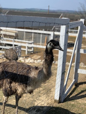 Emu Küken Jungtier - weiblich