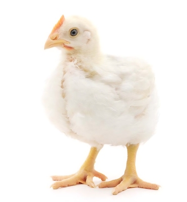 Gans Jungtier - weiblich