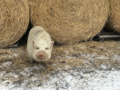 Göttinger Minischwein - weiblich