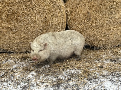 Göttinger Minischwein - weiblich