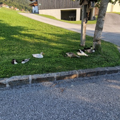 Hausente- Laufente Jungtier - weiblich