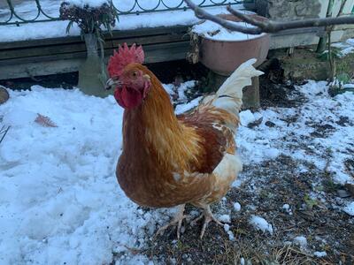 Hühner Jungtier - männlich