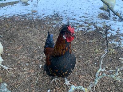 Hühner Jungtier - männlich