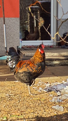 Hühner Jungtier - männlich