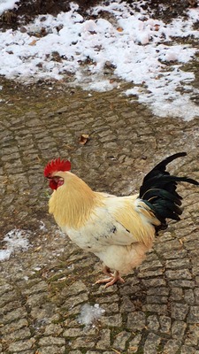 Hühner Jungtier - männlich