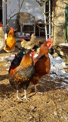 Hühner Jungtier - männlich