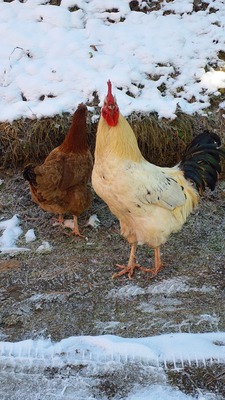 Hühner Jungtier - männlich