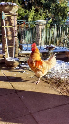 Hühner Jungtier - männlich