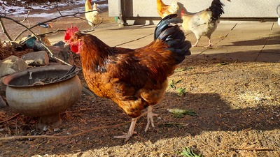 Hühner Jungtier - männlich