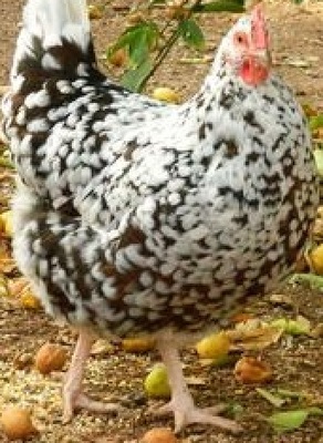 Hühner Jungtier - weiblich