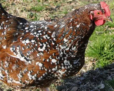 Hühner Jungtier - weiblich