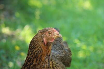 Hühner Jungtier - weiblich