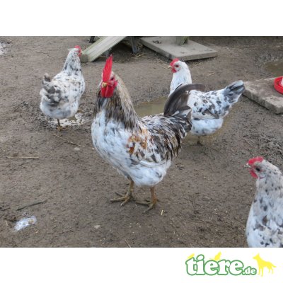 Hühner - weiblich 1