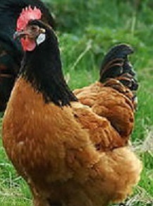Hühner - weiblich