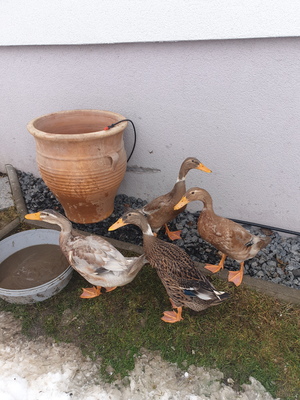 Indische Laufente - weiblich