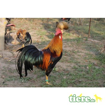 Italiener Huhn - männlich