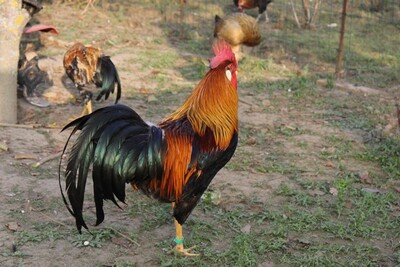 Italiener Huhn - männlich