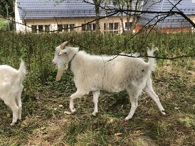 Kaschmirziegen - männlich