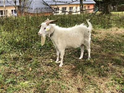 Kaschmirziegen - männlich