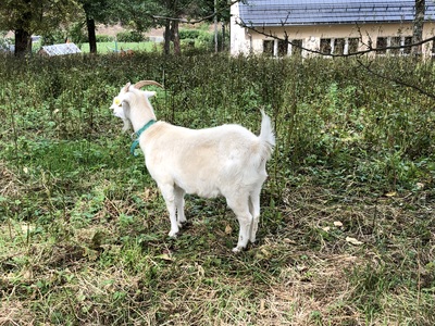 Kaschmirziegen - weiblich