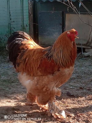 Küken von Brahma WSC , WBC