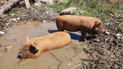 Kune Kune Jungtier - weiblich