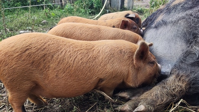 Kune Kune Jungtier - weiblich