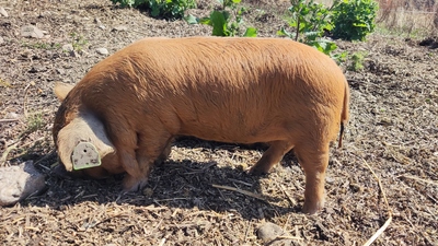 Kune Kune Jungtier - weiblich