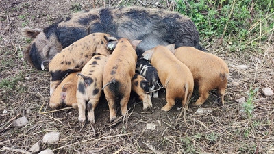 Kune Kune Jungtier - weiblich