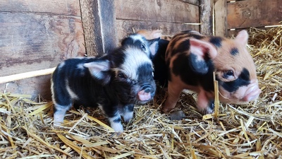 Kune Kune Jungtier - weiblich