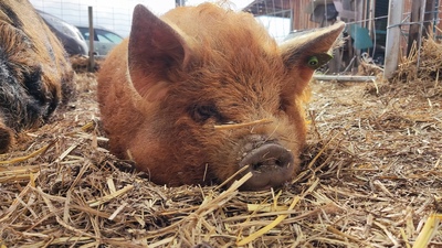 Kune Kune Jungtier - weiblich