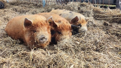 Kune Kune Jungtier - weiblich