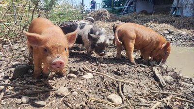 Kune Kune Jungtier - weiblich