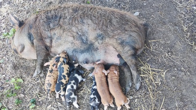 Kune Kune Jungtier - weiblich