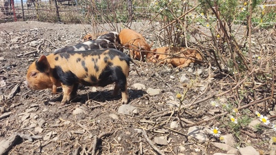 Kune Kune Jungtier - weiblich