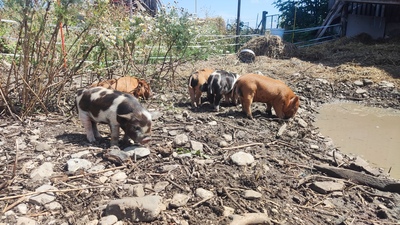 Kune Kune Jungtier - weiblich