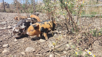 Kune Kune Jungtier - weiblich