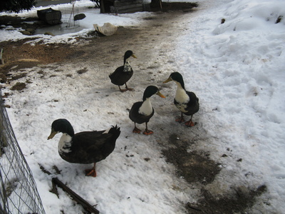 Laufenten Jungtier - männlich