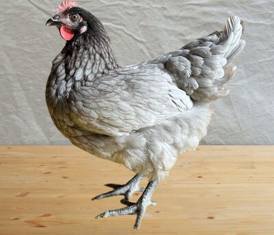 Legehühner Jungtier - weiblich