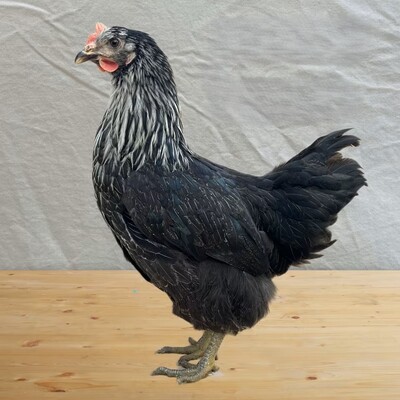 Legehühner Jungtier - weiblich