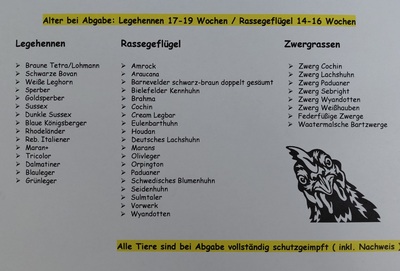 Legehühner Jungtier - weiblich