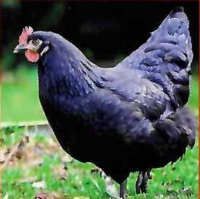 Legehühner Jungtier - weiblich