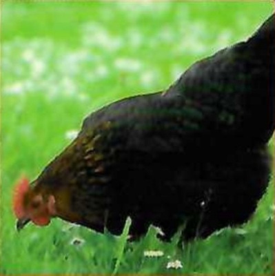 Legehühner Jungtier - weiblich