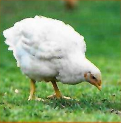 Legehühner Jungtier - weiblich