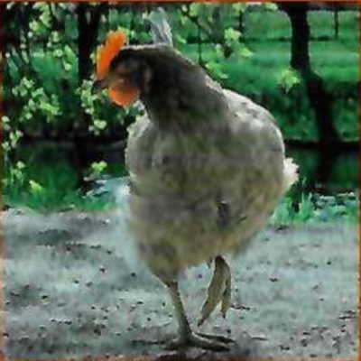 Legehühner Jungtier - weiblich