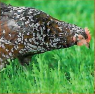 Legehühner Jungtier - weiblich