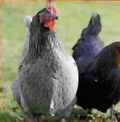 Legehühner Jungtier - weiblich