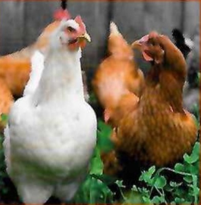 Legehühner Jungtier - weiblich